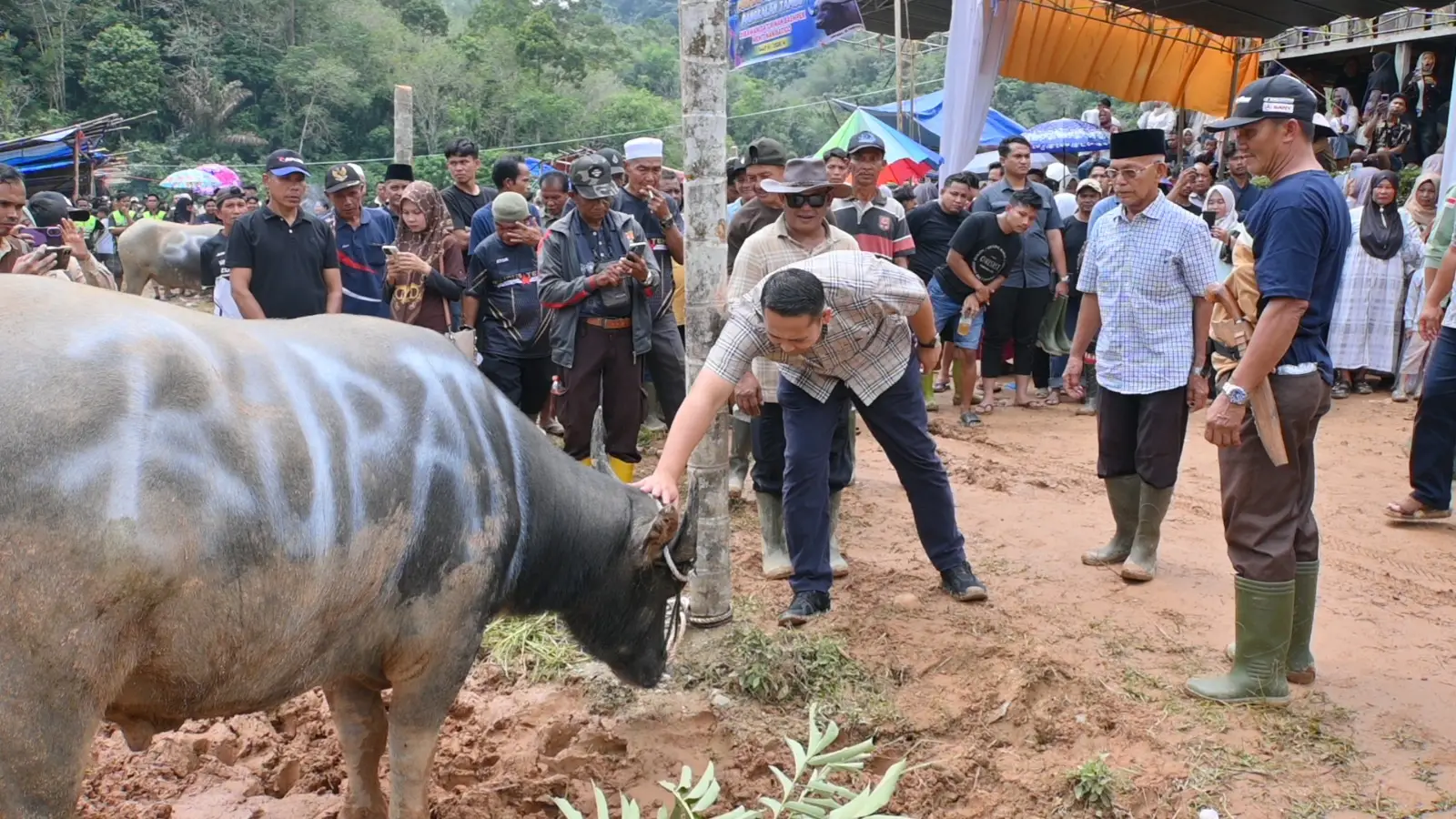 Mantai Kerbau Basamo Datuk Ba Empek Menti Nan Batigo, Bupati M. Syukur Jaga Tradisi Leluhur Pangkalan Jambu
