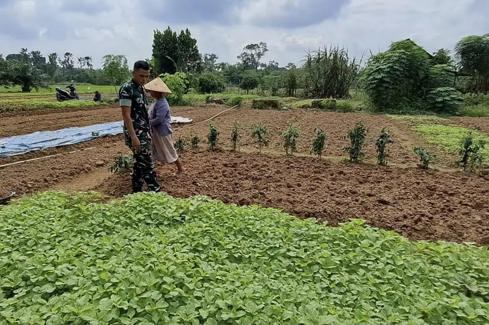 Babinsa Koramil 420-04/Sarolangun Lakukan Pendampingan Kepada Petani di Desa Penarun